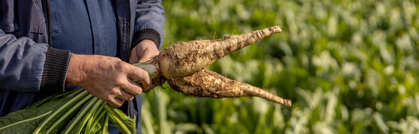 Farmer checking Chicory root