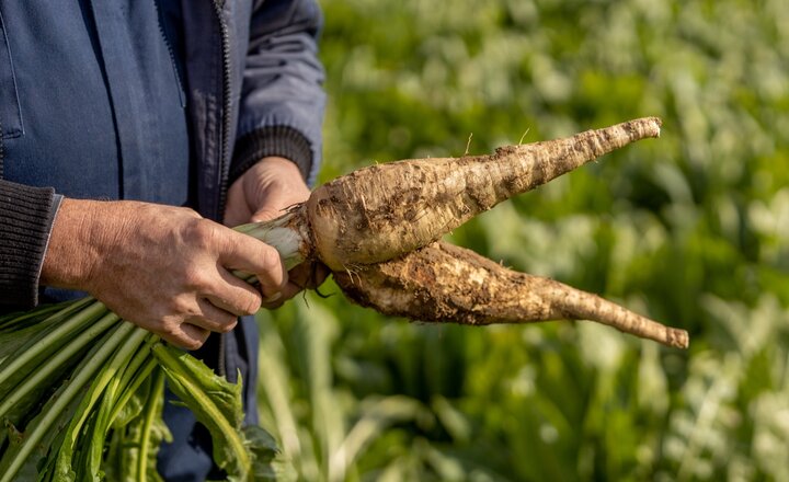 Farmer checking Chicory root