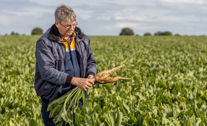 Farmer in a field of Chicory checking the Chicory roots