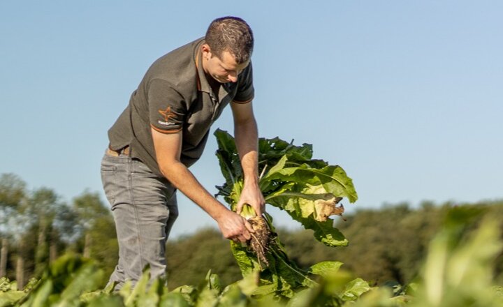 Farmer in a field of Chicory checking the Chicory roots