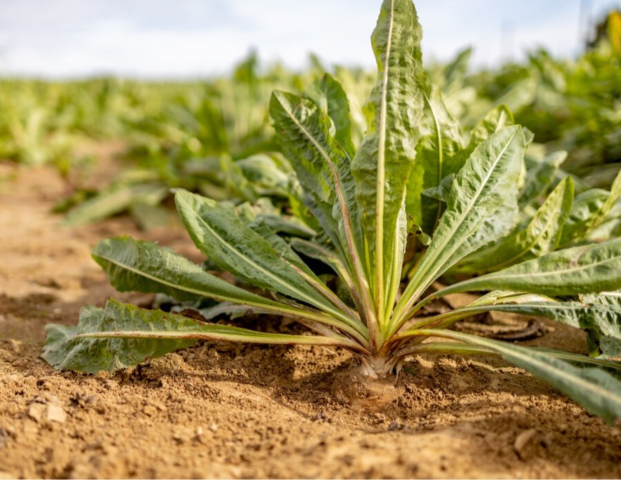 Chicory plant in the field