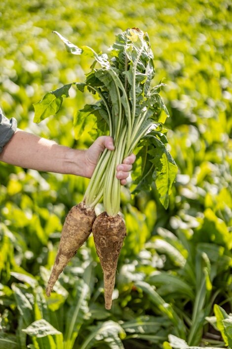 Men holding Chicory plants in the field