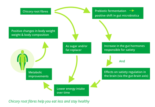 Chicory root fibres help you eat less and stay healthy