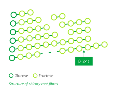 Structure of chicory root fibres