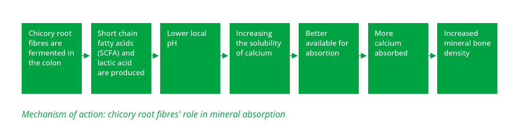 Mechanism of action: chicory root fibres' role in mineral absorption